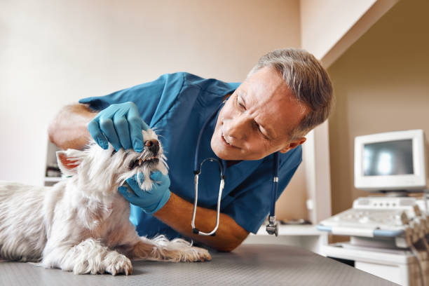 Best Emergency Tooth Extraction in Mingo Junction, OH